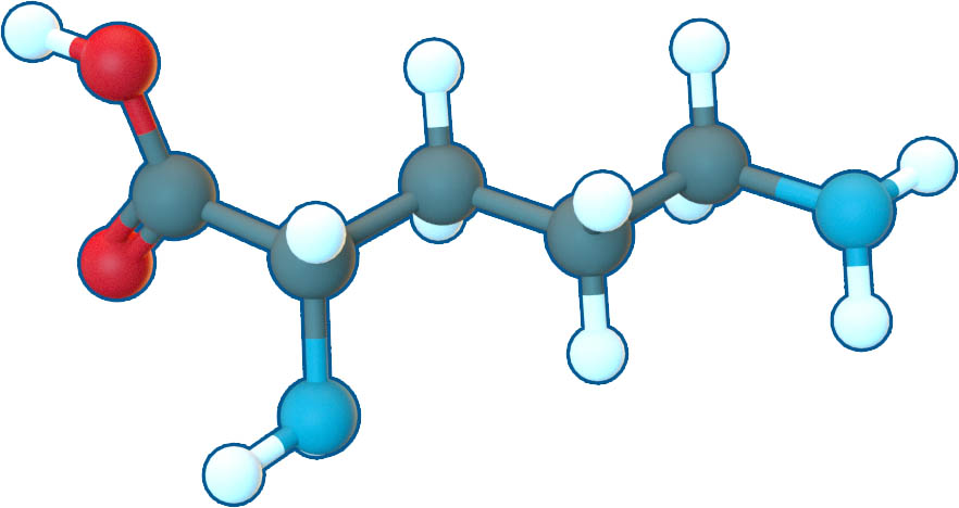 Image of L-Ornithine | C5H12N2O2 | Supreme Pharmatech